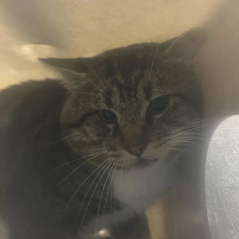 An adult large-sized male Brown / Chocolate Domestic Medium Hair cat named Working Cat Williamsburg for adoption in Tacoma, WA
