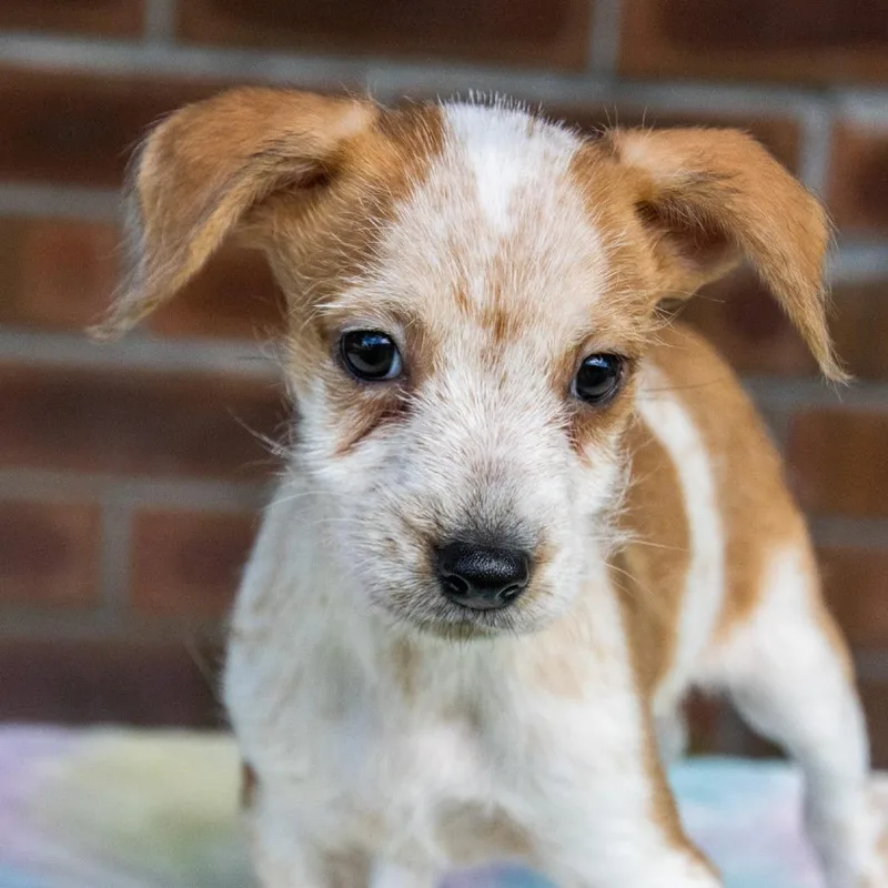 A baby small-sized male Mixed Breed dog named Ralphie for adoption in TITUSVILLE, FL