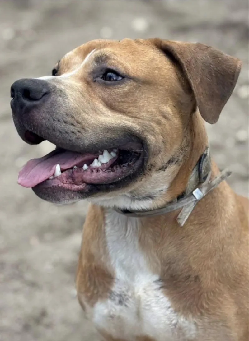 A young large-sized male Terrier dog named Hogan for adoption in Southold, NY