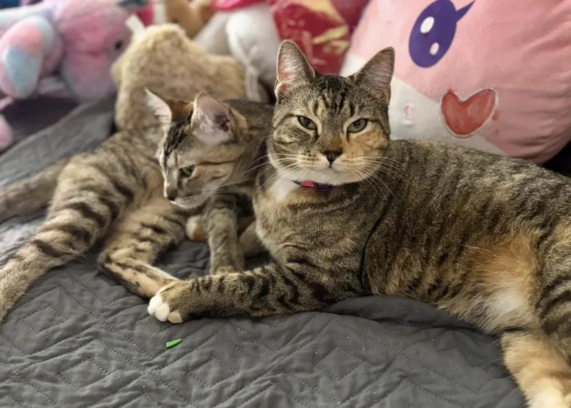 Momma Heart thumbnail 2