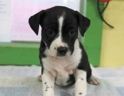 A baby medium-sized female Cattle Dog dog named Ivette for adoption in Picayune, MS