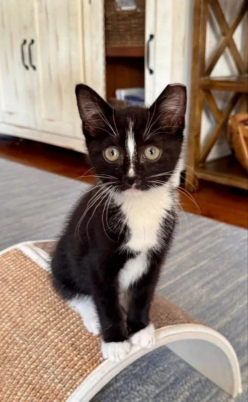 A young medium-sized male Tuxedo cat named Elvis for adoption in Knoxville, TN