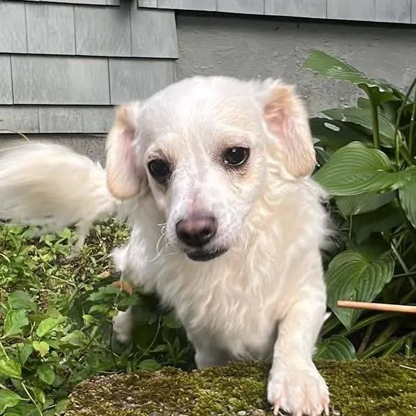 A young small-sized male White / Cream Mixed Breed dog named Lulo for adoption in Long Island City, NY