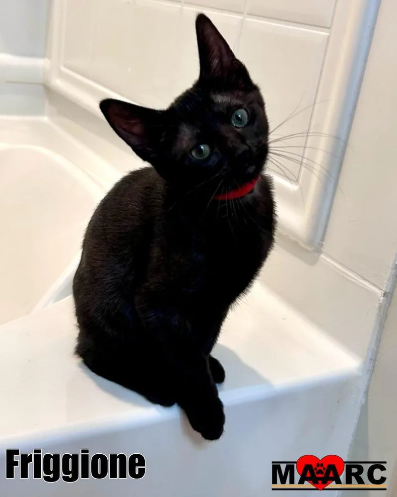 A baby medium-sized female Domestic Short Hair cat named Friggione for adoption in Maryville, TN