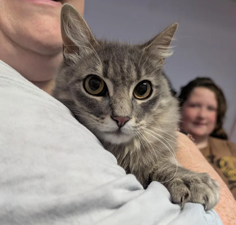 A baby medium-sized male Domestic Medium Hair cat named Nevil for adoption in New Braunfels, TX