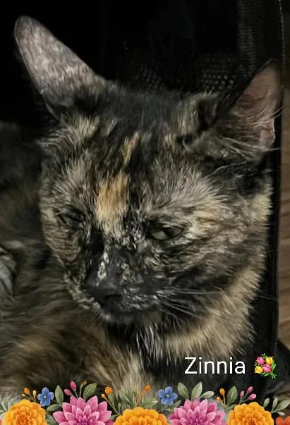 A young medium-sized female Brown / Chocolate Domestic Short Hair cat named Zinnia for adoption in Las Vegas, NV
