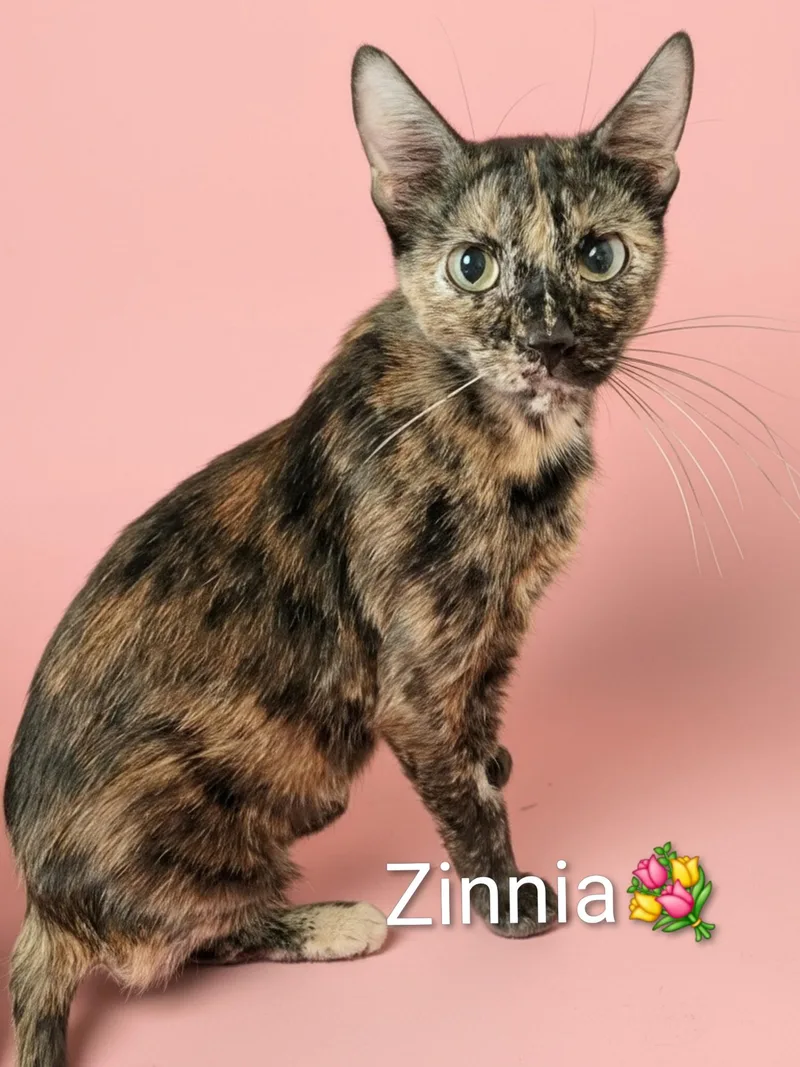 Zinnia thumbnail 2