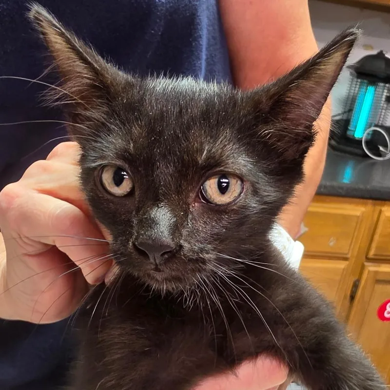 A baby small-sized female Black Domestic Short Hair cat named Clara for adoption in Leander, TX