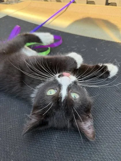 Zorro