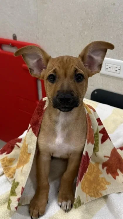 A baby small-sized female Terrier dog named Blossom for adoption in Honolulu, HI