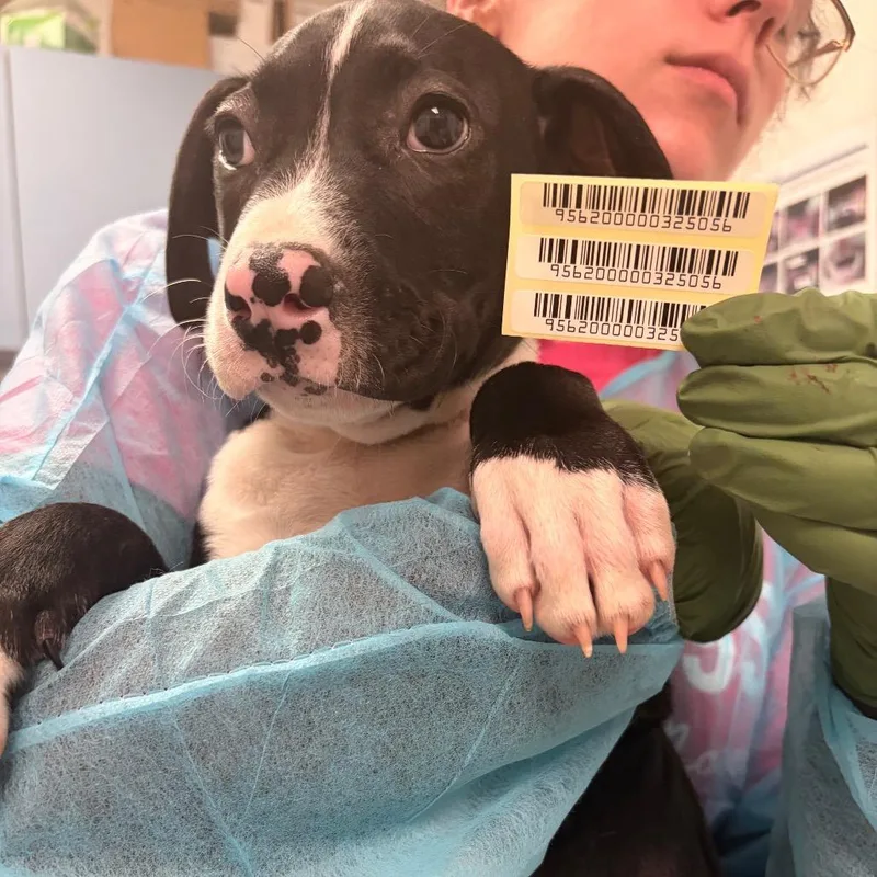 A baby small-sized male Black Mixed Breed dog named Texas Longhorn for adoption in Charleston, WV