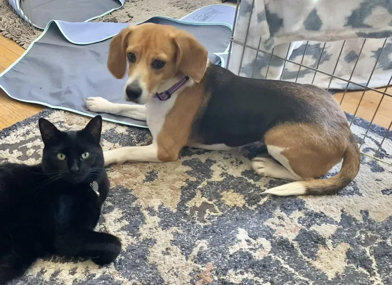 An adult small-sized female Beagle dog named Pixi for adoption in Crystal, MN