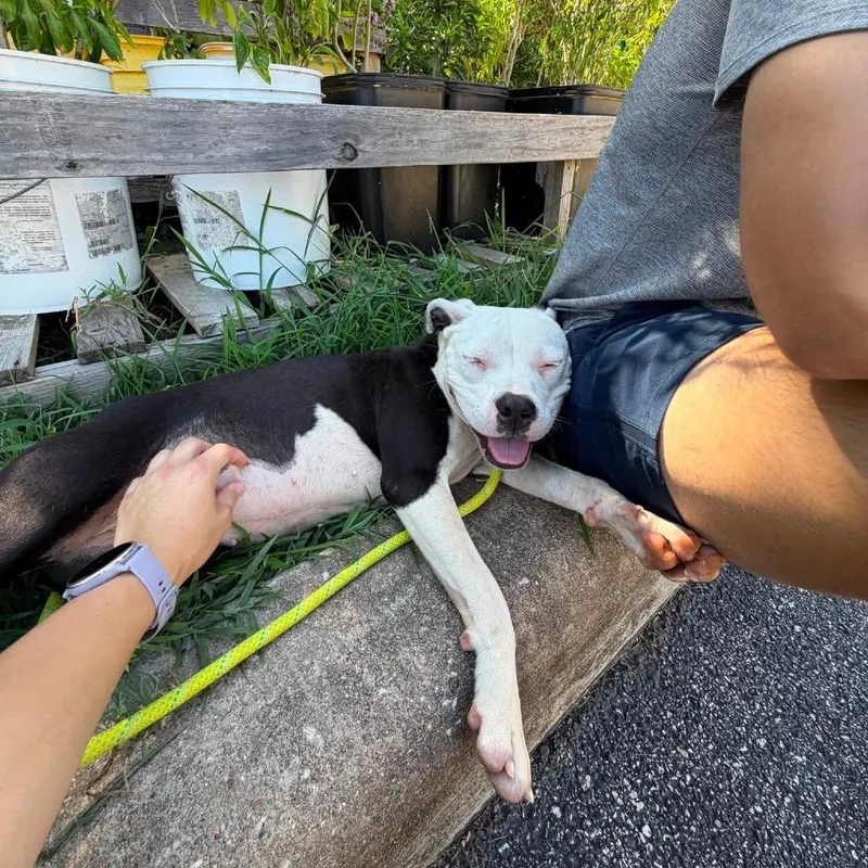 A young medium-sized female White / Cream American Staffordshire Terrier dog named Polly for adoption in Pittsburgh, PA