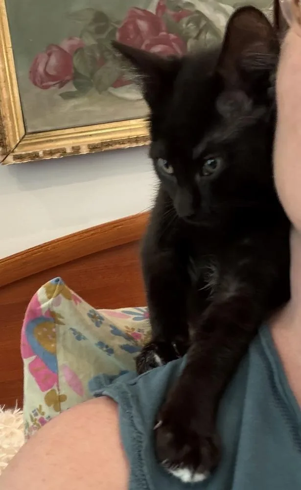 A baby small-sized female Black Domestic Short Hair cat named Spiderweb: Suntiger for adoption in Warren, CT