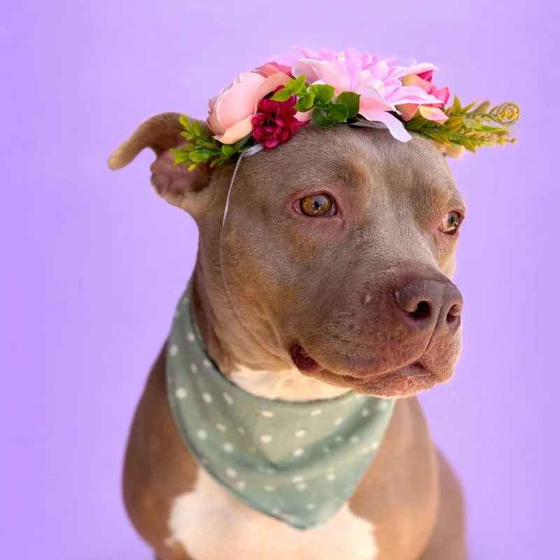 Baileysue thumbnail 3