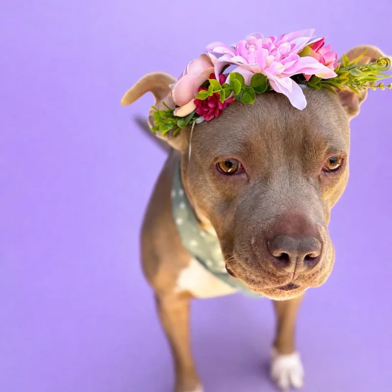 Baileysue thumbnail 4