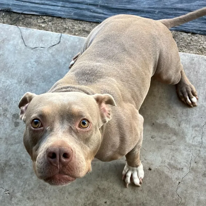 Baileysue thumbnail 5