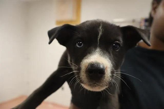 A baby small-sized male Mixed Breed dog named Rooney for adoption in Columbia, SC