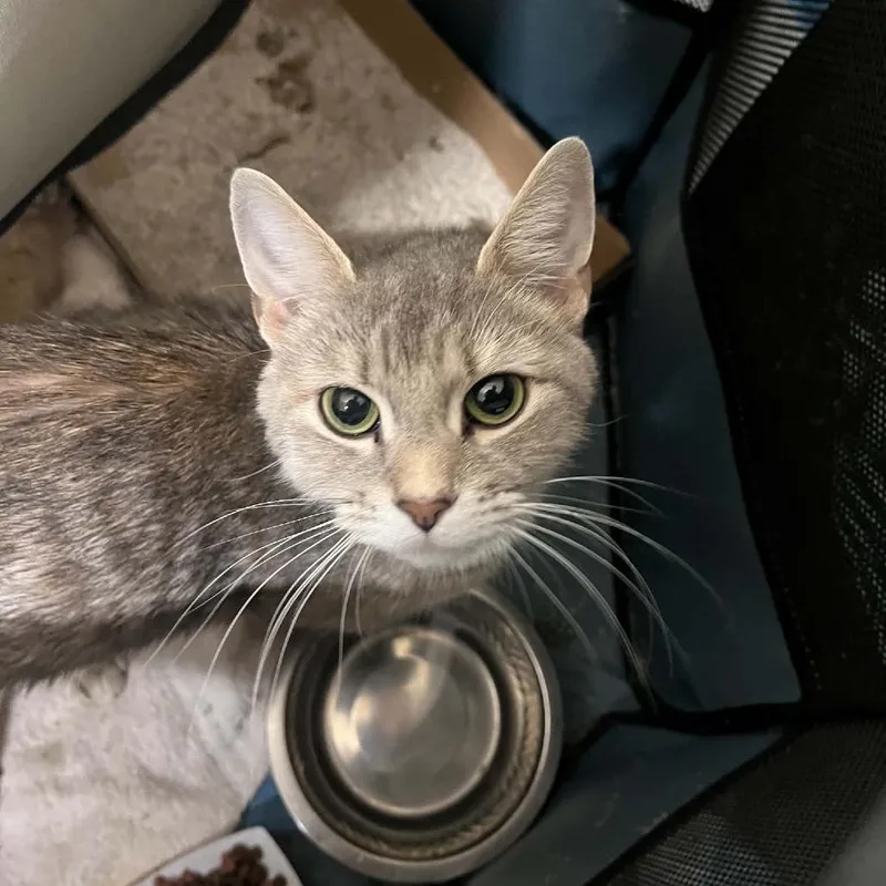 A young small-sized female Gray / Blue / Silver Domestic Short Hair cat named Cricket for adoption in Pasadena , MD