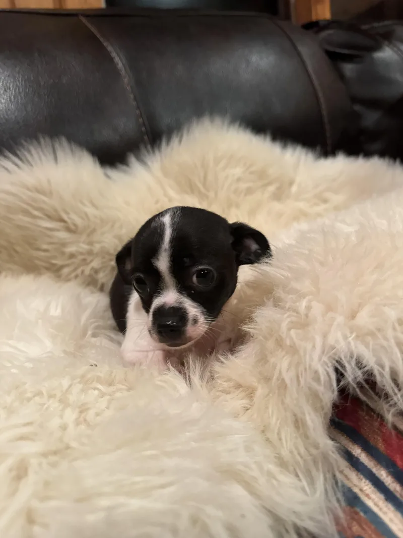 A baby small-sized female Chihuahua dog named Tilly for adoption in Glenwood City, WI
