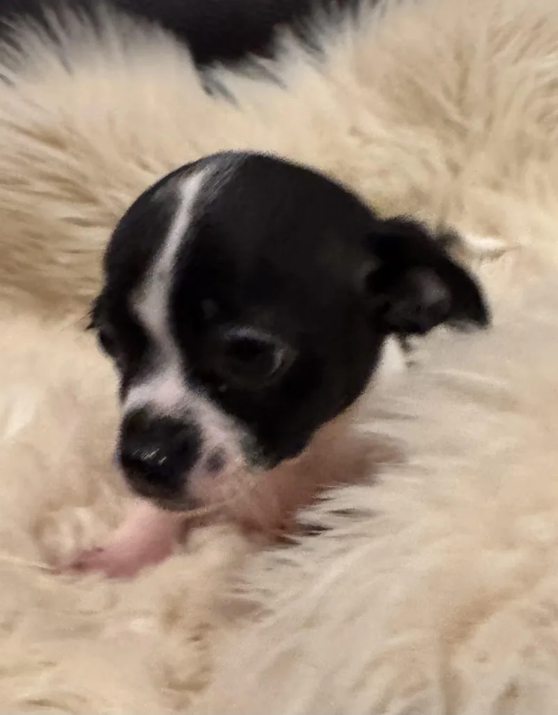 Tilly thumbnail 3