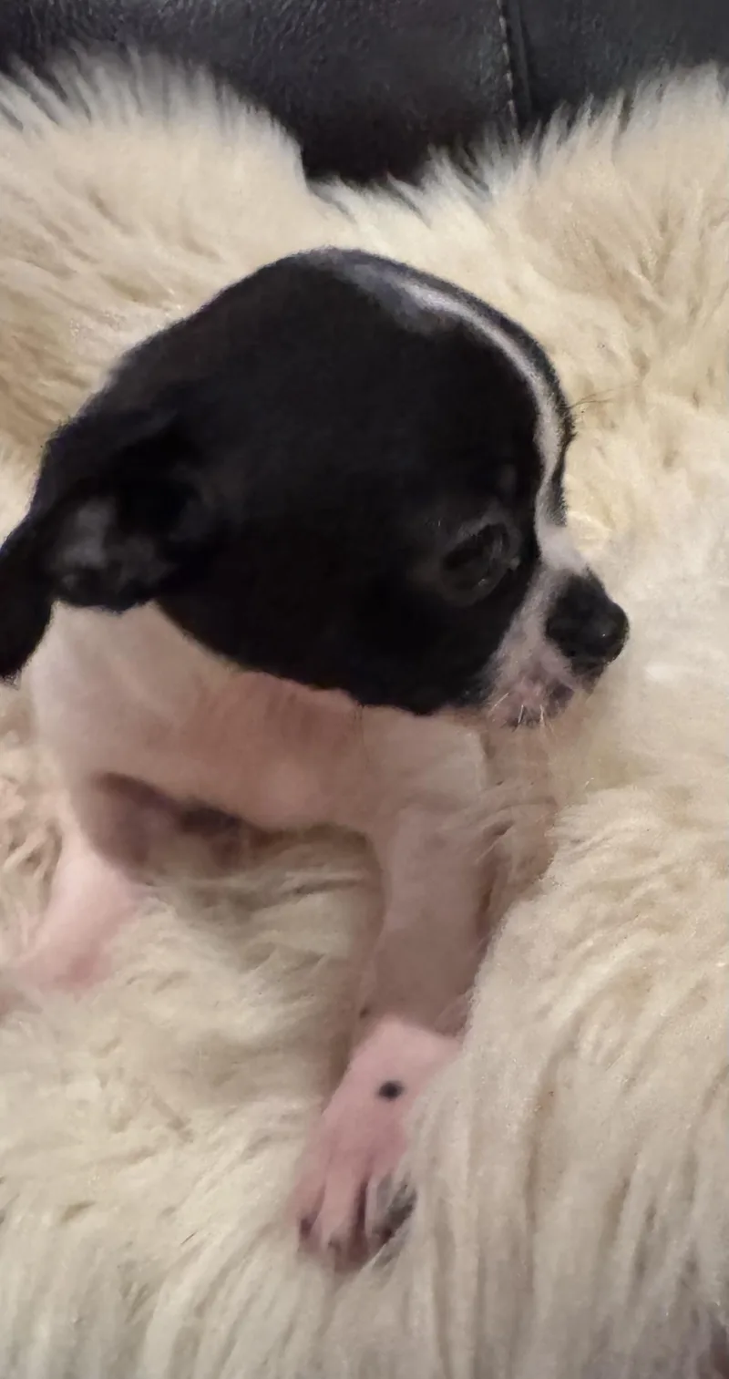 Tilly thumbnail 4