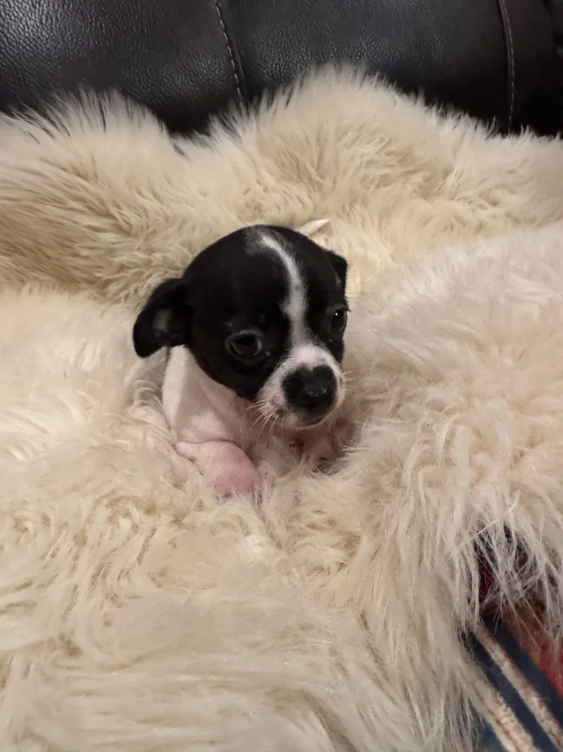 Tilly thumbnail 5