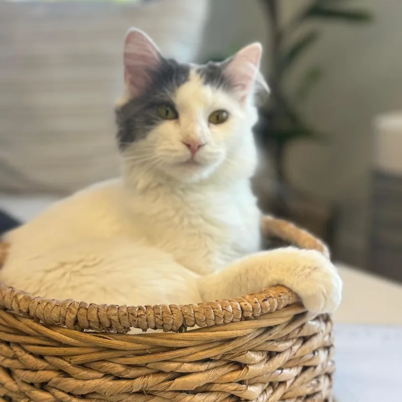 Paramore thumbnail 2