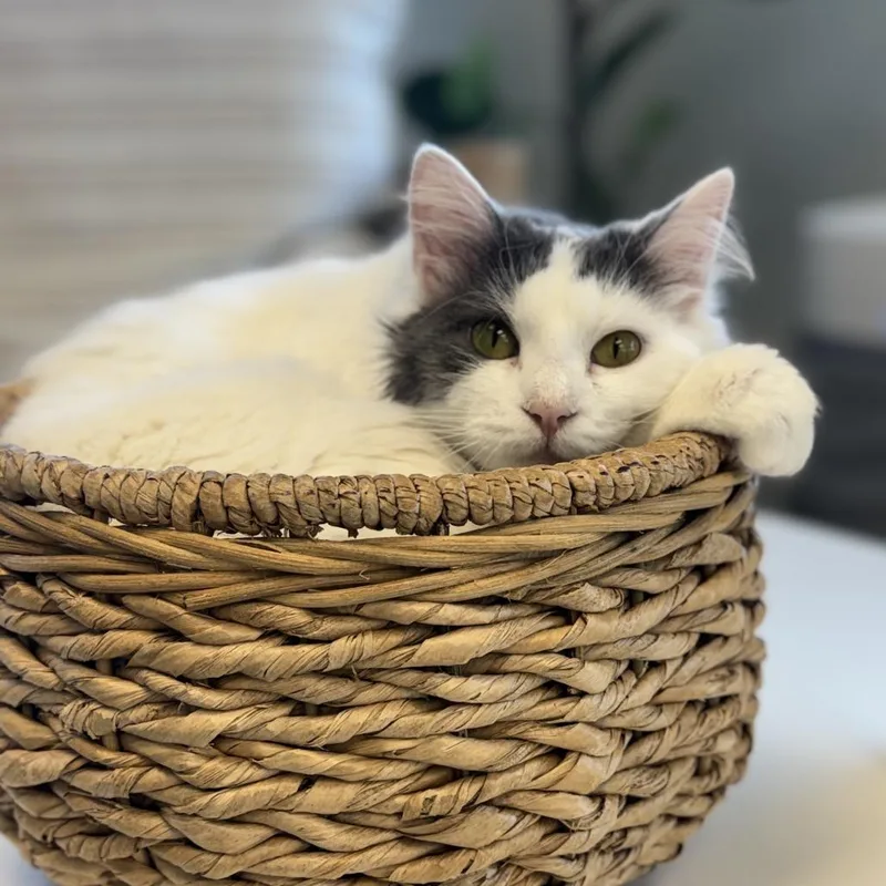 Paramore thumbnail 3