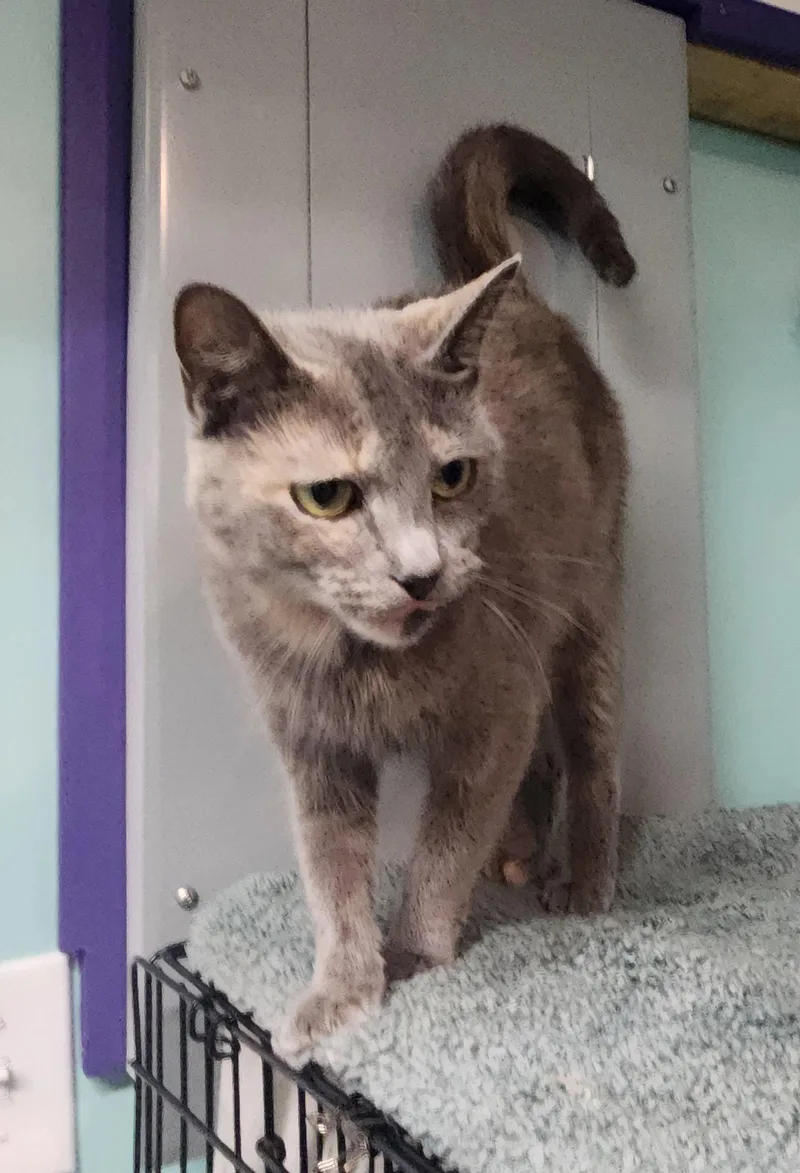 A young medium-sized female Domestic Short Hair cat named Angie Baby for adoption in Crossville, TN