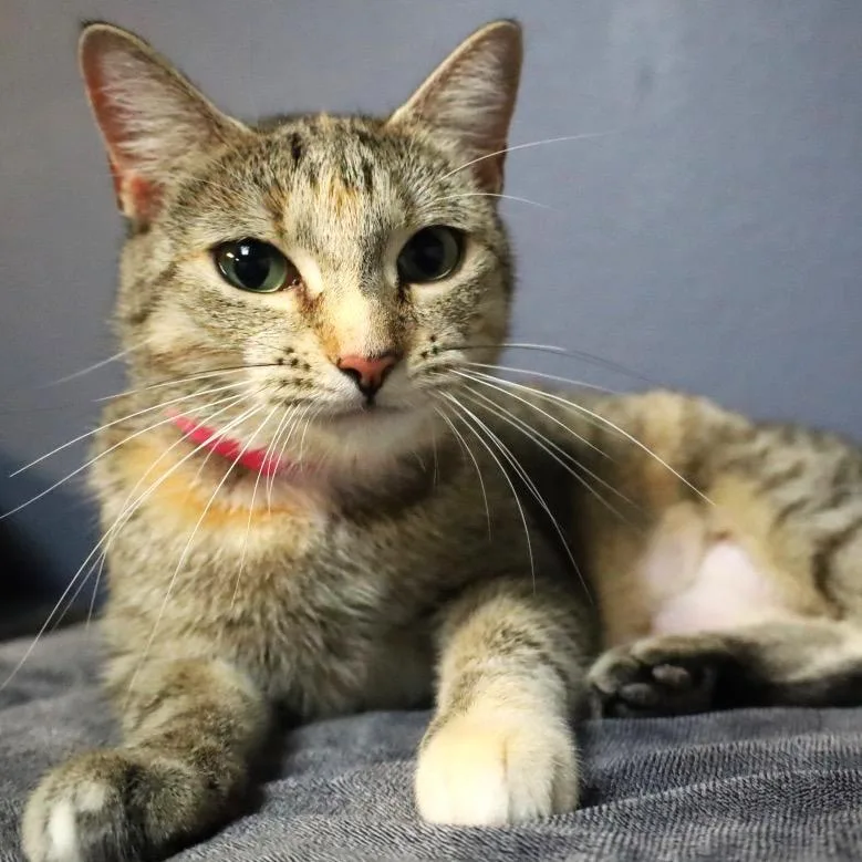 An adult medium-sized female Brown / Chocolate Domestic Short Hair cat named Dawn for adoption in Lakeland, FL
