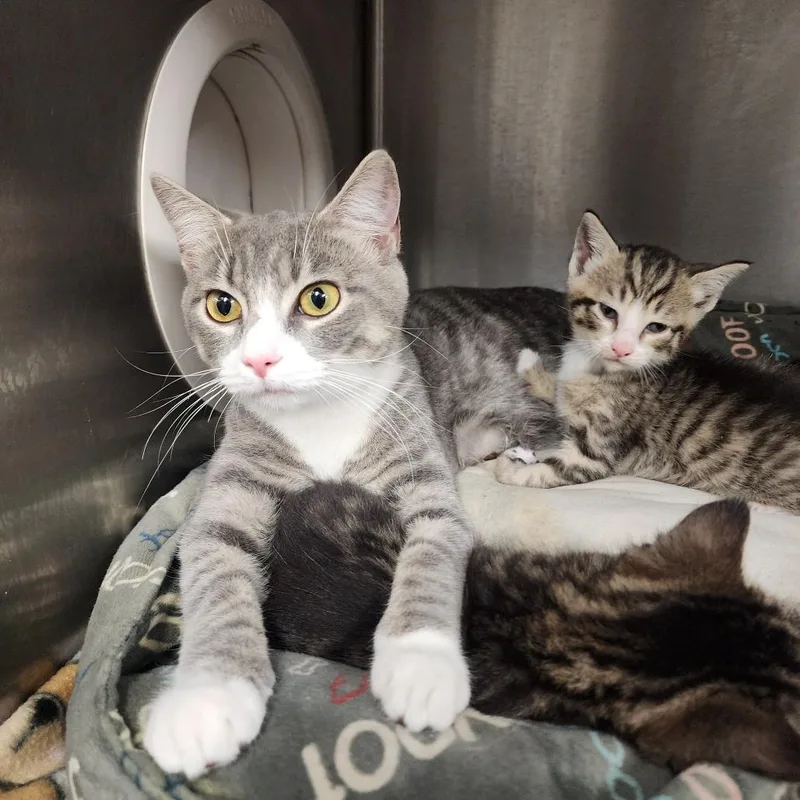 A young small-sized female Gray / Blue / Silver Domestic Short Hair cat named Wendy for adoption in Evensville, TN