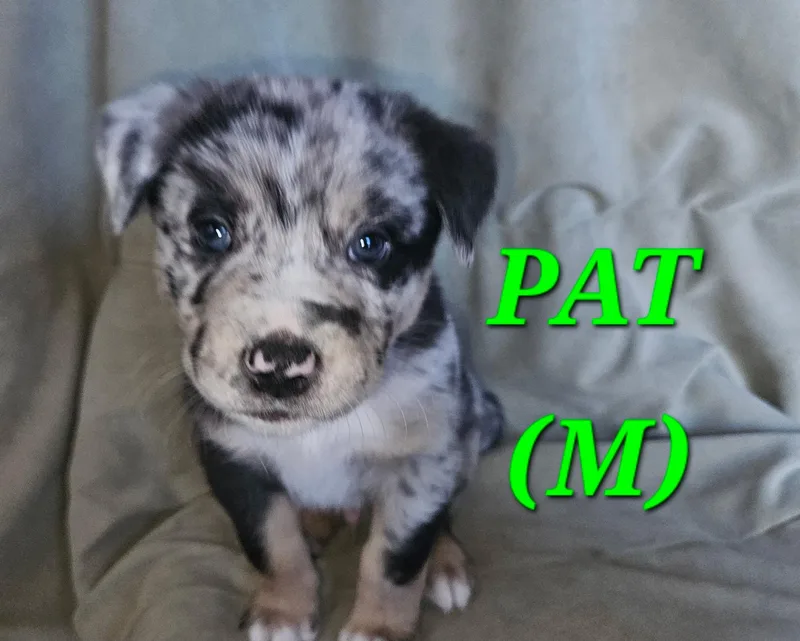 A baby medium-sized male Catahoula Leopard Dog dog named Pat for adoption in Aurora, IL