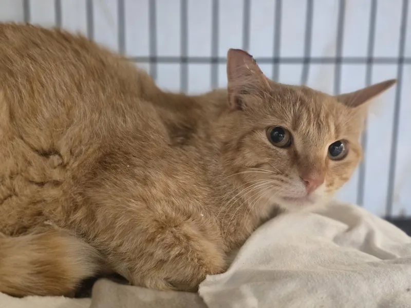 An adult large-sized male Tabby (Orange / Red) Domestic Short Hair cat named Boyd for adoption in Dickson, TN