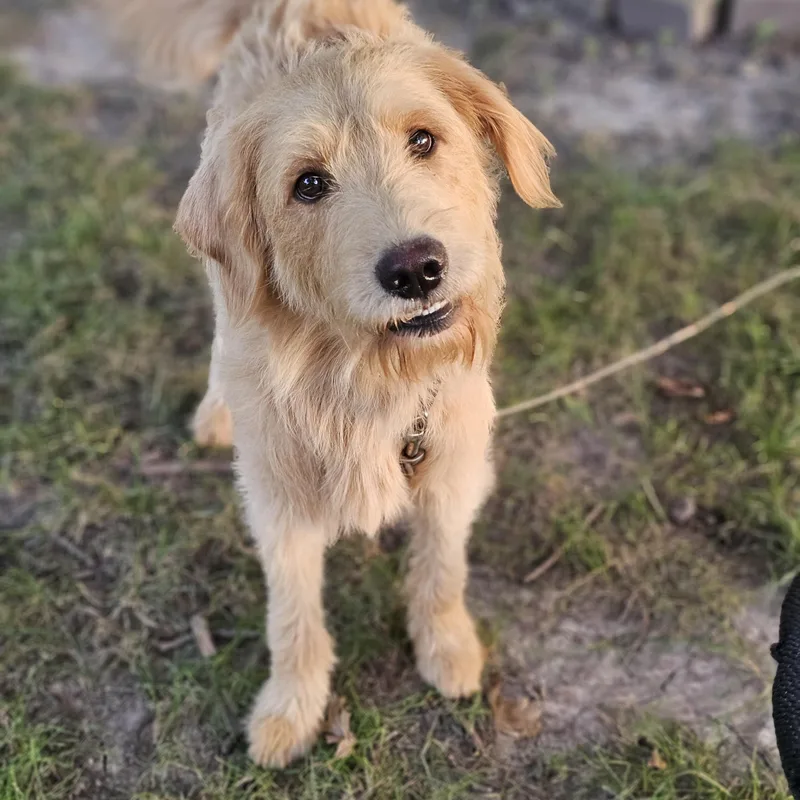 A young medium-sized male Apricot / Beige Goldendoodle dog named Blakely Springfield for adoption in O Fallon, IL