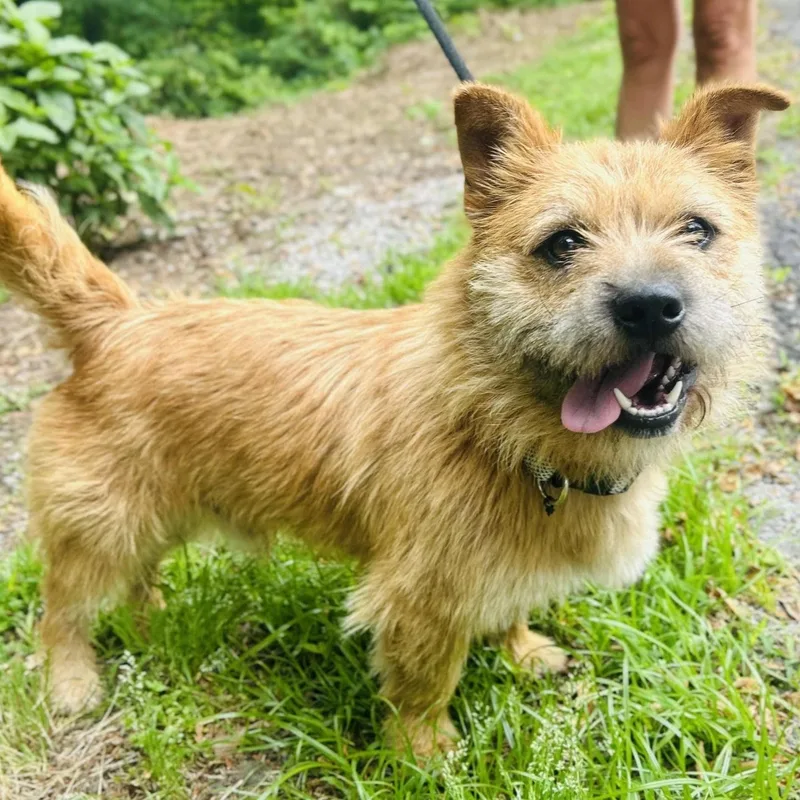 A young medium-sized male Golden Terrier dog named Finny for adoption in Cedarburg, WI
