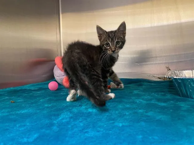 A baby small-sized male Domestic Short Hair cat named Ramon for adoption in Tustin, CA