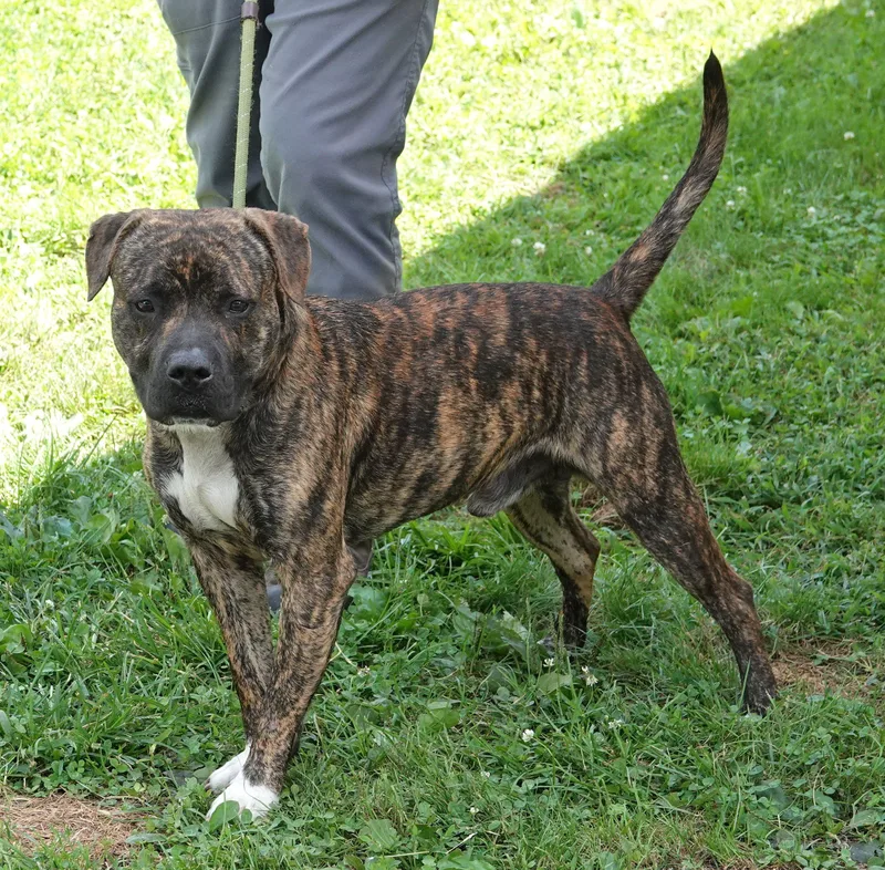 A young medium-sized male Brindle Terrier dog named Frick for adoption in Millfield, OH