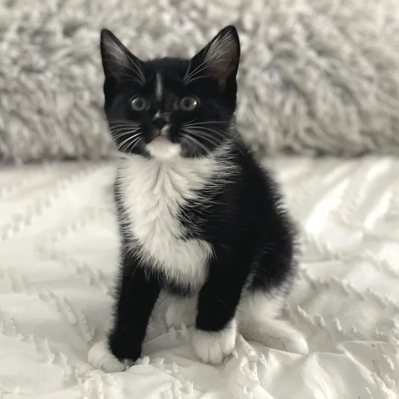 Chicken Fry thumbnail 2