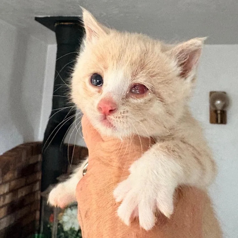 A young medium-sized female Orange / Red Domestic Short Hair cat named Laura Croft for adoption in Blackfoot, ID