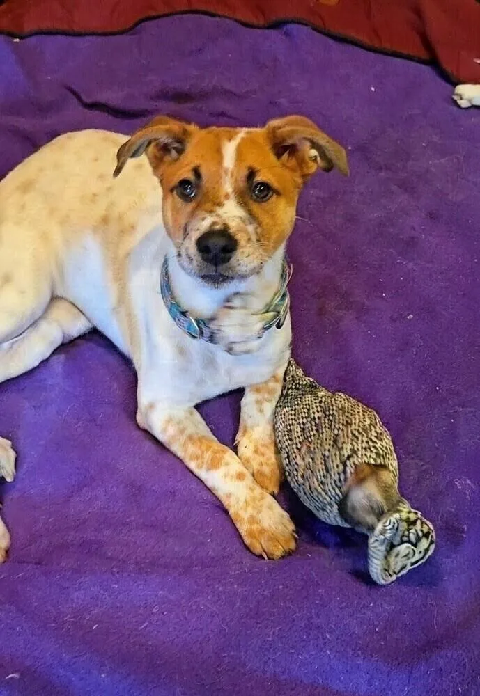 A young medium-sized female Australian Cattle Dog / Blue Heeler dog named Millie for adoption in Evergreen, CO