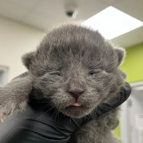 A baby small-sized female Gray / Blue / Silver Domestic Short Hair cat named Chunky Monkey for adoption in Las Cruces, NM