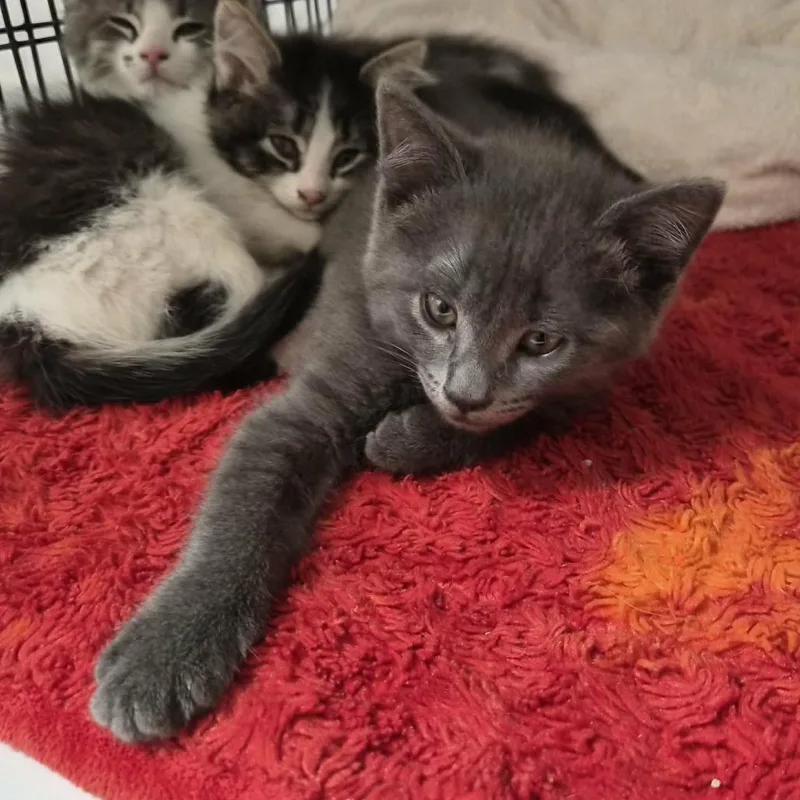 Chunky Monkey thumbnail 2