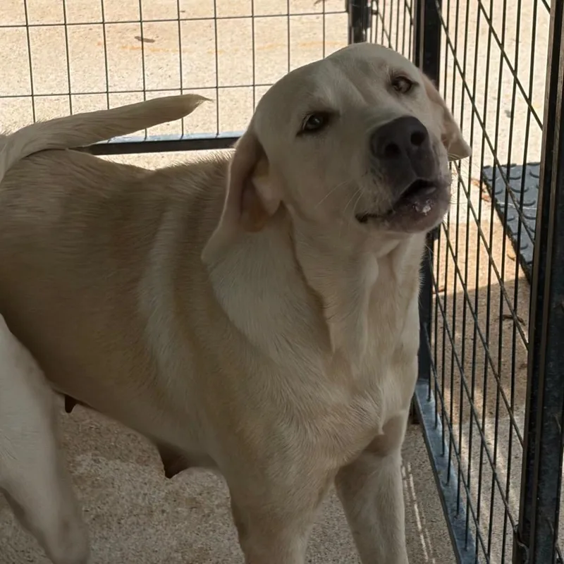 An adult small-sized female Yellow / Tan / Blond / Fawn Mixed Breed dog named Willow for adoption in Lake Jackson, TX