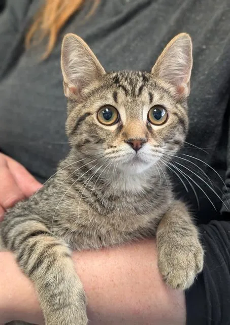 A baby medium-sized male Domestic Short Hair cat named Steve for adoption in Canfield, OH