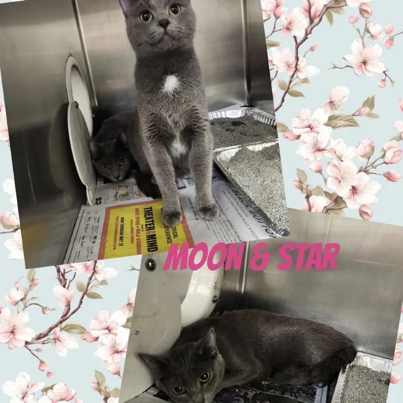 An adult medium-sized female Gray / Blue / Silver Domestic Short Hair cat named Moon for adoption in Wheeling, IL