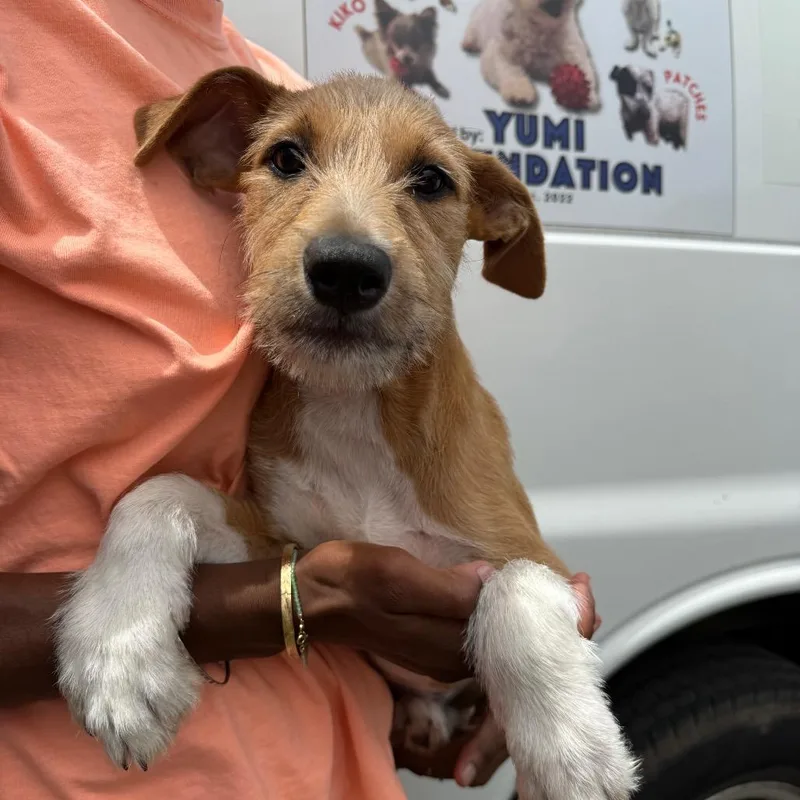 A baby small-sized female Brown / Chocolate Wirehaired Terrier dog named Lsp for adoption in Wahiawa, HI