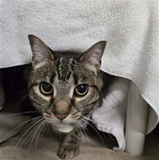 An adult medium-sized male Domestic Short Hair cat named Lincoln for adoption in Derwood, MD