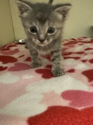 A baby small-sized female Domestic Short Hair cat named Chop for adoption in Chamblee, GA