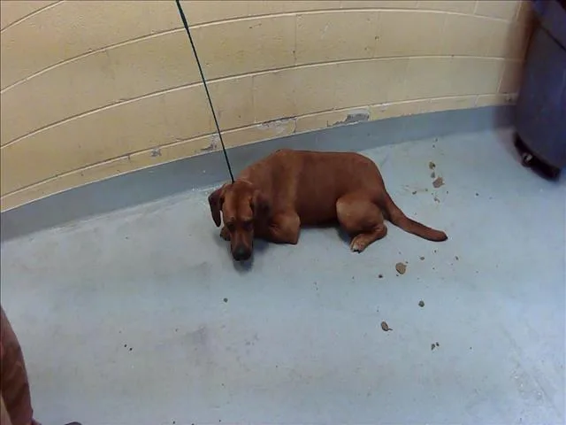 A young medium-sized female Pit Bull Terrier dog named Bon Jovi for adoption in Tulsa, OK